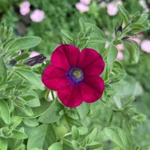 레드빈프라페 사피니아 소형 꽃모종 봄꽃 야생화 페츄니아 모종