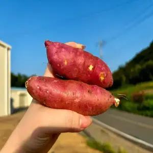 해남 황토 황금 꿀고구마 한입 사이즈 1BOX