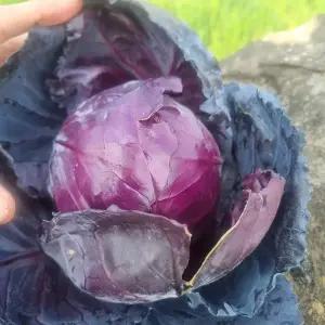 제주 적양배추 적채 10kg(박스포함)/혼합과 [P]