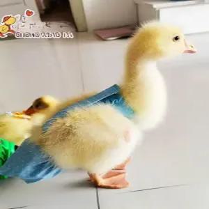 닭 기저귀 반려닭 방수 가금류 팬티 배변