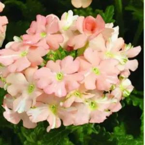 버베나 (투스카니)피치 야생화 어린모종 6cm분-여섯개셋트  GK061