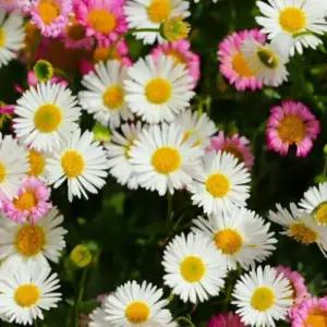 원평소국 노지월동 - 야생화 모종-  6cm포트 (열개셋트) GK068