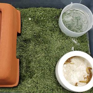 재사용 가능한 리유저블 파충류 테라리움용 인조 잔디 매트 면 소재 애완동물 카펫 자연스러운 이끼 스타일