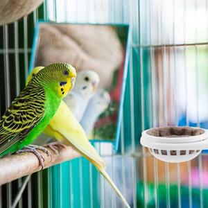 실내 케이지용 호환 플라스틱 새 은신처 상자 2개 사육용 호환 침대 앵무새 잉꼬 핀치 카나리아 부화 낳기