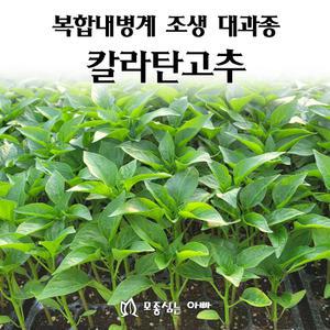 [모종심는아빠] 복합내병계 조생 대과종 칼라탄고추 모종72개(트레이한판)