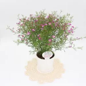 피나타라벤더 특A급 12센치포트 보로니아 봄꽃 핑크색꽃 실내공기정화식물 반려식물