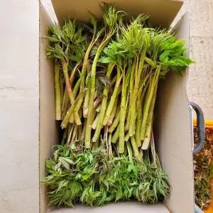 [더조은] 강원도 정선 눈개승마 삼나물 고기나물 2kg