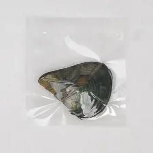 진주캐기 이색 체험 키트 진주조개 목걸이 보석 천연