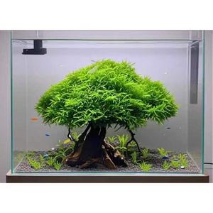 수초 초보 천연유목 키우기 모스트리 포트 어항 활착 베타 구피 물고기