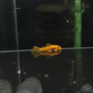 [AquAnci] 레드안시 숏핀 1마리