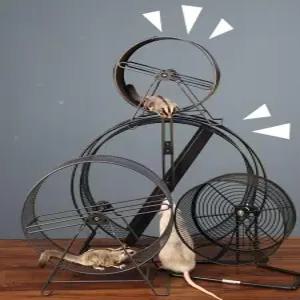 다람쥐 쳇바퀴 슈가글라이더 동물 놀이기구 러닝휠 케이지