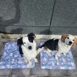 방수원단 강아지 아이스 쿨매트 쿨방석 얼음 패드