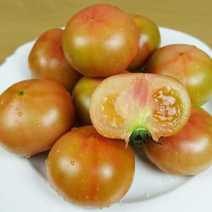 보석유천농장 매일수확 새콤달콤 찰토마토 5kg(크기혼합)