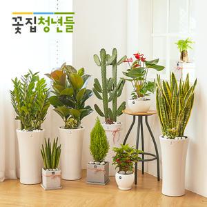 개업화분 전국꽃배달 개업식선물  집들이 축하화분 배달