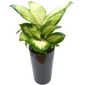 [젠틀맨플라워] 마리안느 [FR0026] [공기정화식물/관엽식물/화분배달/개업화분추천/창업선물/개업선물/