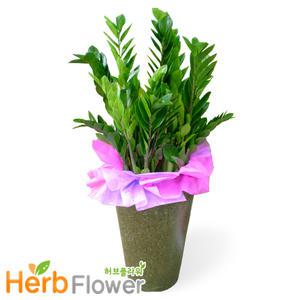 금전수 개업화분 당일꽃배달