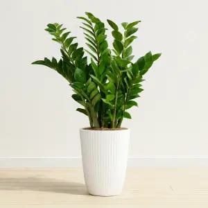 이지플라워 공기정화식물 금전수 2호 개업 사무실이전 전시회 축하 인테리어 화분 꽃배달