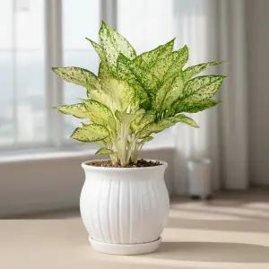 이지플라워 관엽 스노우사파이어 개업 사무실이전 전시회 축하 인테리어 화분 꽃배달