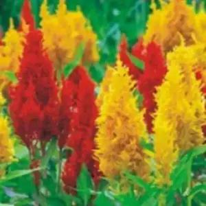 셀러허브 패션JHL23PQQ51CX꽃씨앗 정원 꽃씨 종자 맨드라미 200립