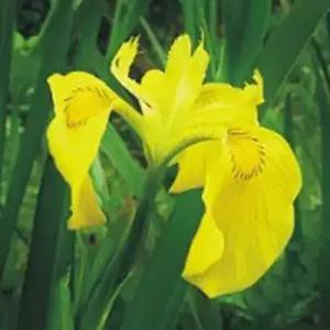 셀러허브 패션JH4R9RTV51CX꽃 씨앗 야생화 꽃씨 종자 품종 정원 20립