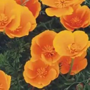 셀러허브 패션JH4R9RTR51CX커몬 꽃 씨앗 야생화 꽃씨 종자 정원 300립