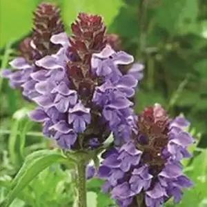 셀러허브 패션JH4R9RU851CX꽃 씨앗 야생화 꽃씨 종자 품종 1000립