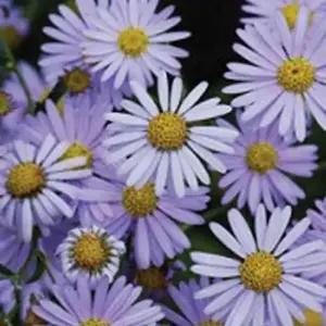 셀러허브 패션JH4R9R1351CX꽃 씨앗 야생화 꽃씨 종자 품종 5000립