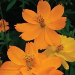 셀러허브 패션JH4R9RU751CX꽃 씨앗 야생화 꽃씨 종자 정원 150립