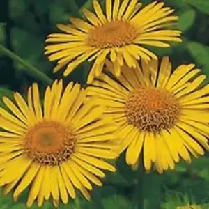 셀러허브 패션JH4R9S9251CX꽃 씨앗 야생화 꽃씨 종자 품종 정원 500립