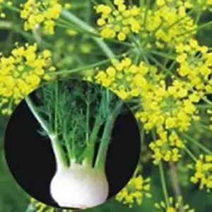 셀러허브 패션JH4R9S9951CX회향 허브 씨앗 야생화 꽃씨 종자 400립