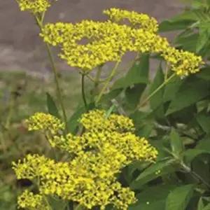 셀러허브 패션JH4R9RUU51CX꽃 씨앗 야생화 꽃씨 종자 품종 1500립