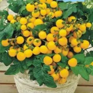 셀러허브 패션JHL0R6RV51CX키작은 노랑 과일 방울 토마토 씨앗 30립