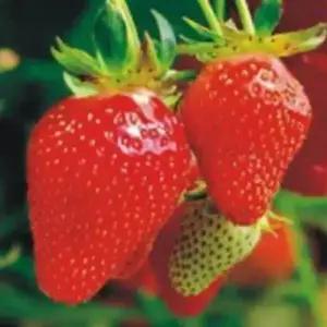 셀러허브 패션JHL0R6S151CX딸기 과일 씨 종자 씨앗 열매 식물 100립