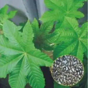 셀러허브 패션JHL932TQ51CX아주까리 나물 유 꽃씨 종자 씨앗 500g