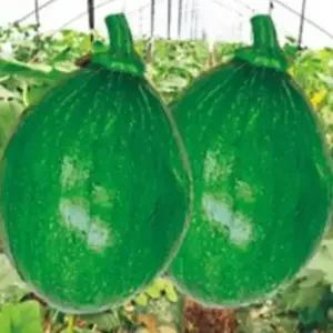 셀러허브 패션JHL0R20851CX조생풋 풋호박 식용 채소 씨앗 종자 20립