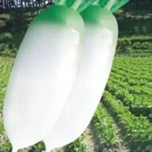 셀러허브 패션JHL938S451CX봄무 채소 씨 씨앗 품종 작물 종자 300립