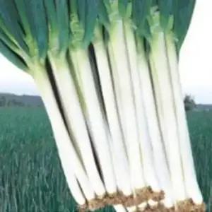 셀러허브 패션JHL23RT251CX대파 채소 식물 씨 품종 종자 씨앗 1000립