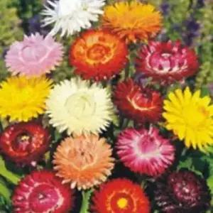 셀러허브 패션JHL23PR751CX밀짚 꽃 정원 야생화 꽃씨 종자 품종 500립