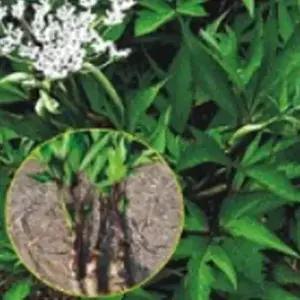 셀러허브 패션JHQS77KI4B일당귀 한국 약초 재래종자 씨앗 작물 100g