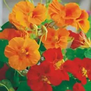 셀러허브 패션JH4R9RT551CX한련화 야생 꽃 정원 꽃씨 종자 씨앗 20립