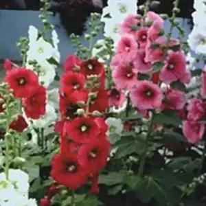 셀러허브 패션JH4R9RT251CX씨앗 야생화 꽃씨 종자 품종 정원 100립