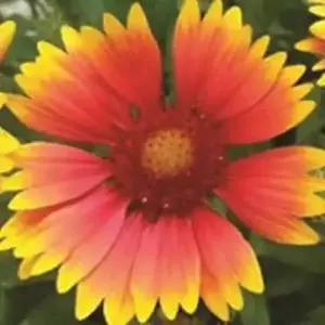 셀러허브 패션JH4R9S9151CX씨앗 야생화 꽃씨 종자 품종 100립