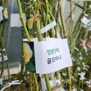 무 배 덩굴장미대 노랑 골드바니 2025 새상품