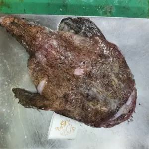 국내산 생물 아귀 아구 손질 생아귀 6kg