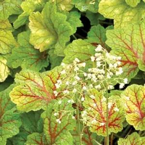 휴케라 엘렉트라 2포트 모종 다년생 정원 포인트 노지월동 야생화 C02