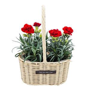 1+1생화 카네이션 국내산 향카네이션 바구니 분갈이화분 꽃화분 어버이날 스승의날 오스카카네이션