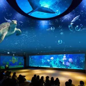 [2차] 대전 엑스포 아쿠아리움 연간회원권/대전 신세계 백화점/아이랑/가볼만한곳/실내데이트/데이트
