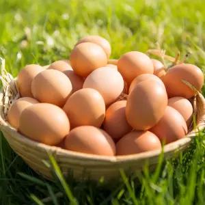 [난각번호 2번] 국내산 바로 낳은 유정란 20구 × 3판