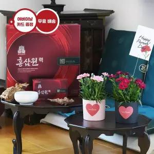 [유어버스데이](어버이날)카네이션 화분 세트(2pcs)+정관장 홍삼원력