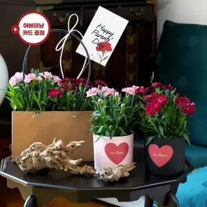 [유어버스데이](어버이날)카네이션 화분 세트(2pcs)